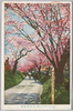  (大和吉野山公園)長峰花洞桜/(Yoshinoyama Park, Yamato) Kadō Cherry Blossoms in Nagamine image