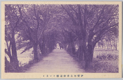 伊勢加良浦街道桜トンネル / Cherry Blossom Tunnel on the Karaura Road, Ise image