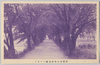 伊勢加良浦街道桜トンネル/Cherry Blossom Tunnel on the Karaura Road, Ise image