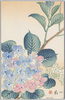 四季花木 (紫陽花)/Flowers and Trees in Four Seasons (Hydrangea) image