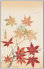 四季花木 (紅葉)/Flowers and Trees in Four Seasons (Maple) image