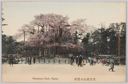 京都円山公園桜 / Cherry Blossoms in Maruyama Park, Kyoto image