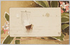 海上の帆船と沈丁花/Sailboats on the Sea and Daphne image