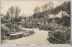 横浜三溪園躑躅 / Sankeien Garden, Yokohama: Azaleas image
