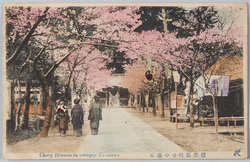 横浜弘明寺の桜花 / Cherry Blossoms at the Gumyōji Temple, Yokohama image