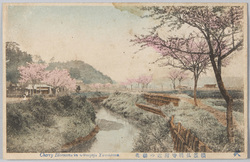 横浜弘明寺附近の桜花 / Cherry Blossoms near the Gumyōji Temple, Yokohama image