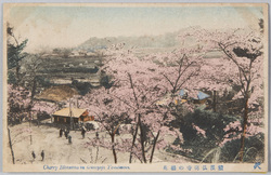 横浜弘明寺の桜花 / Cherry Blossoms at the Gumyōji Temple, Yokohama image