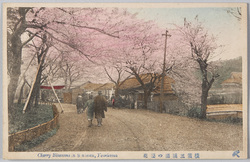 横浜三溪園の桜花 / Cherry Blossoms at the Sankeien Garden, Yokohama image