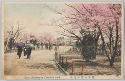 横浜公園の桜花 / Cherry Blossoms at theYokohama Park image