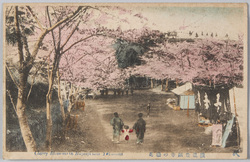 横浜豊顕寺の桜花 / Cherry Blossoms at the Bugenji Temple, Yokohama image