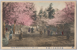 横浜豊顕寺の桜花 / Cherry Blossoms at the Bugenji Temple, Yokohama image