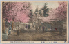 横浜豊顕寺の桜花/Cherry Blossoms at the Bugenji Temple, Yokohama image