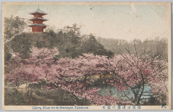 横浜三溪園の桜花 / Cherry Blossoms at the Sankeien Garden, Yokohama image
