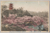 横浜三溪園の桜花/Cherry Blossoms at the Sankeien Garden, Yokohama image