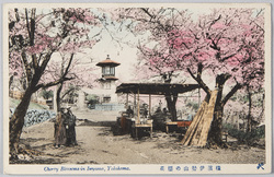 横浜伊勢山の桜花 / Cherry Blossoms at the Mt. Ise, Yokohama image
