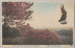 横浜掃部山の桜花 / Cherry Blossoms at the Mt. Kamon, Yokohama image