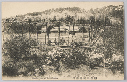 横浜三溪園藤棚 / Sankeien Garden, Yokohama: Wisteria Pergola image