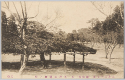二月二十七日 観梅行 五 水戸公園傘ノ松 / February 27th, Plum-Blossom Viewing 5, Kasa no Matsu Pine Tree at Mito Park image