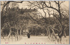 東京ノ梅　一　九段靖国神社ノ梅/Plum Blossoms in Tokyo 1: Plum Blossoms in the Yasukuni Shrine, Kudan  image