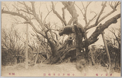 東京ノ梅 五 小村井江東梅園 / Plum Blossoms in Tokyo 5: Omurai Kōtō Plum Garden image
