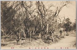 東京ノ梅 三 向嶋百花園ノ梅 / Plum Blossoms in Tokyo 3: Plum Blossoms in the Mukōjima Hyakkaen Gardens image