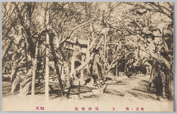 東京ノ梅 五 蒲田梅園 / Plum Blossoms in Tokyo 5: Kamata Plum Garden image