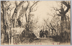 東京ノ梅 六 池上あけぼの / Plum Blossoms in Tokyo 6: Ikegami Akebono image
