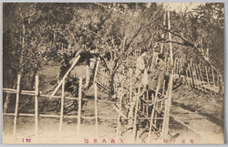 東京ノ梅 八 大森八景図 / Plum Blossoms in Tokyo 8: Ōmori Hakkeien Recreation Park image