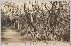 東京ノ梅 十 銀世界ノ梅 / Plum Blossoms in Tokyo 10: Plum Garden Ginsekai (Literally, "Silver World") image