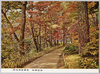 明治神宮御苑 林間苑路/Meijijingū Inner Garden: Garden Path in the Grove image