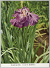 明治神宮御苑 花菖蒲(霓裳羽衣)/Meijijingū Inner Garden: Iris (Geishō Ui) image