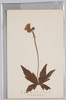 日本アルプス高山植物　もみじからまつ/Alpine Plants of Japan Alps: Momiji Karamatsu (Trautvetteria Caroliniensis Var. Japonica) image