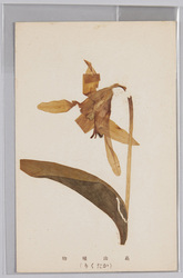 高山植物 かたくり / Alpine Plants: Katakurisō (Erythronium Japonicum Decne.) image