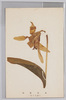 高山植物　かたくり/Alpine Plants: Katakurisō (Erythronium Japonicum Decne.) image