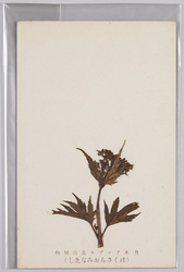日本アルプス高山植物 はくさんおみなえし / Alpine Plants of Japan Alps: Hakusan Ominaeshi (Patrinia Triloba Var. Triloba) image