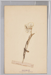 富士高山植物 しらかば うすゆきそう / Alpine Plants of Mt. Fuji: White Birch, Usuyukisō (Leontopodium Japonicum) image
