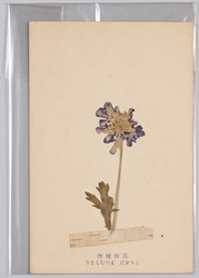 高山植物 しらかば まつむしそう / Alpine Plants: White Birch, Matsumushisō (Scabiosa Japonica) image