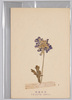 高山植物　しらかば まつむしそう/Alpine Plants: White Birch, Matsumushisō (Scabiosa Japonica)　 image
