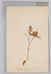 日本アルプス高山植物 いかりそう / Alpine Plants of Japan Alps: Ikarisō (Epimedium Grandiflorum Var. Thunbergianum) image