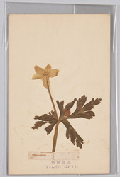 高山植物 しらかば にりんさう / Alpine Plants: White Birch, Nirinsō (Anemone Flaccida) image