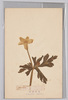 高山植物　しらかば にりんさう/Alpine Plants: White Birch, Nirinsō (Anemone Flaccida) image