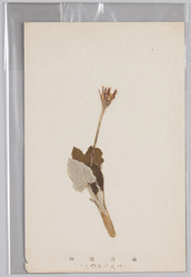 高山植物　せんぼんやり / Alpine Plants: Sembonyari image