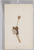 高山植物　せんぼんやり/Alpine Plants: Sembonyari image