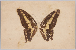 蝶(標本貼付) / Butterfly (Specimen Attached) image