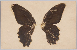 蝶(標本貼付) / Butterfly (Specimen Attached) image