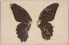 蝶（標本貼付）/Butterfly (Specimen Attached) image