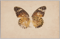 蝶(標本貼付) / Butterfly (Specimen Attached) image