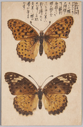 蝶 ツマグロヘウモン / Butterflies, Tsumaguro Hyōmon image