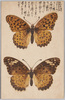 蝶　ツマグロヘウモン/Butterflies, Tsumaguro Hyōmon image