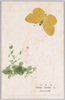 キテフ　Terias becabe L./Kichō (Terias Becabe L.) image